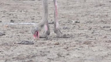 Okavango deltasında erkek devekuşu, botsvana safarisi, büyük kuş, uçan kuş olmayan hayvan, Afrika 'nın vahşi yaşamı 4k