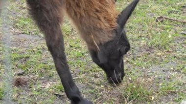 Güneşli bir günde, bir çiftlikteki alpaka yakın plan.