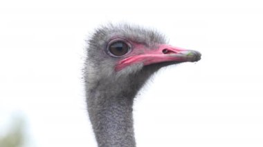 Büyük gözlü ve kırmızı gagalı bir devekuşunun yakın çekimi.