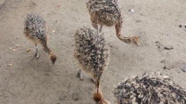 Oudthoorn, Güney Afrika 'da yarı çöl manzarasında devekuşu çiftliğindeki genç Afrika devekuşu yavruları.