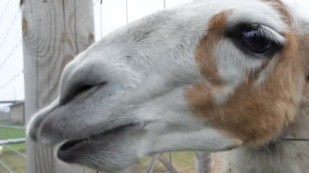Alpaca Comiendo Para Manos Humanas Granja Alpaca Animales Del Zoológico — Vídeo de stock