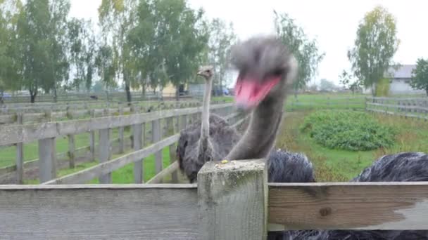 Afrikaanse Struisvogels Een Struisvogelboerderij Het Semi Woestijnlandschap Van Oudtshoorn Zuid — Stockvideo