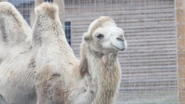 Fechar Vista Camelo Bactriano Caminhando Paisagem Pedregosa Luz Solar — Vídeo de Stock