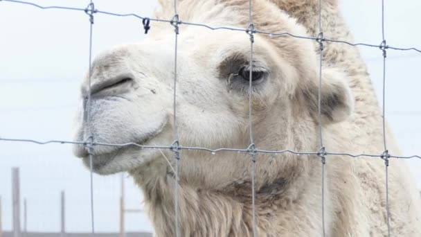 Głowa Wielbłąda Stojąca Kontaktowym Zoo Baktriański Wielbłąd Klasy Zwierzęcej Mammalia — Wideo stockowe