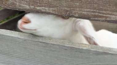 Orta Kaliforniya 'da bir hayvanat bahçesinde yiyecek arayan sevimli bir grup keçi. 4k