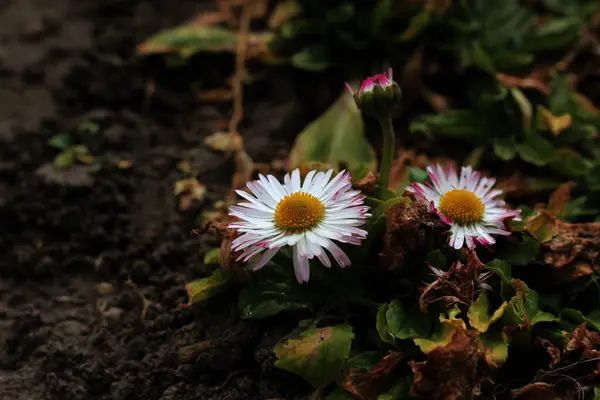 Marguerite Rose Dans Jardin — Photo