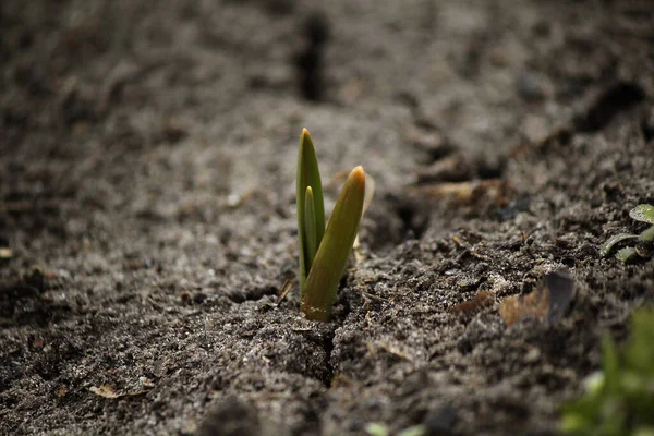 İlkbaharda topraktan bir filiz çıkar. 