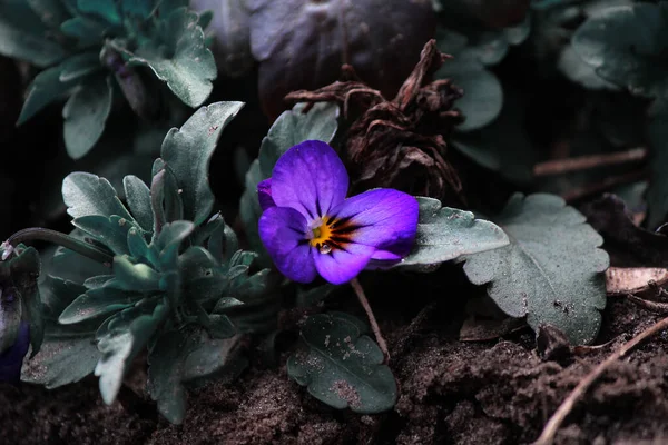 Pequena Flor Lilás Monte — Fotografia de Stock