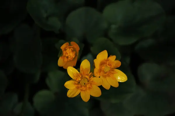 Kleine Gele Bloemen Heuvel — Stockfoto