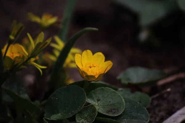 Little Yellow Flowers Gound Leaf — Stock Photo, Image