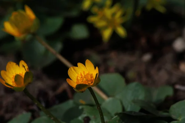 Luminoso Piccolo Fiore Giallo Sul Monte — Foto Stock