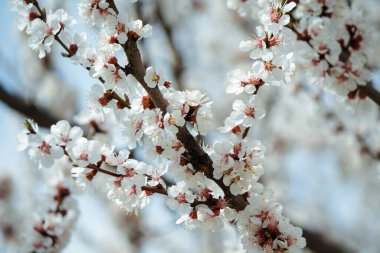 Beyaz bahar kayısı çiçekleri  