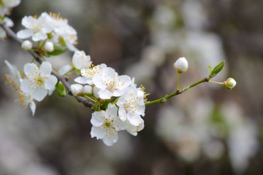 Beyaz bahar kiraz çiçekleri  