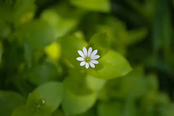 Kleine Witte Bloem Een Groene Achtergrond — Stockfoto