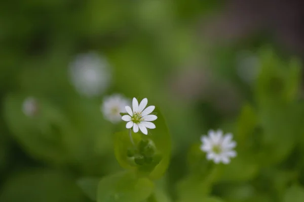 Mały Biały Kwiat Zielonym Tle — Zdjęcie stockowe