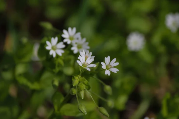 Kleine Weiße Blüten Auf Grünem Hintergrund — Stockfoto