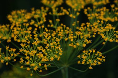 Yeşil arkaplanda sarı dereotu rengi 