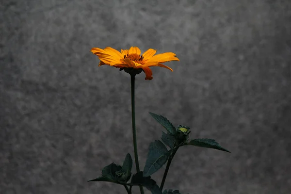 Uma Flor Amarela Solitária — Fotografia de Stock