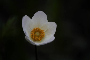 Siyah arka planda beyaz şakayık çiçeği 