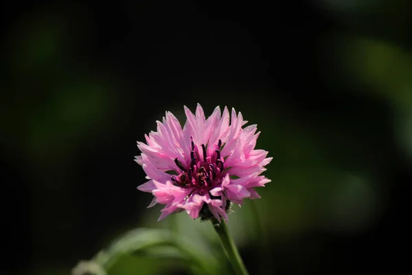 Flower Pink Cornflower Green Background — Stock Photo, Image