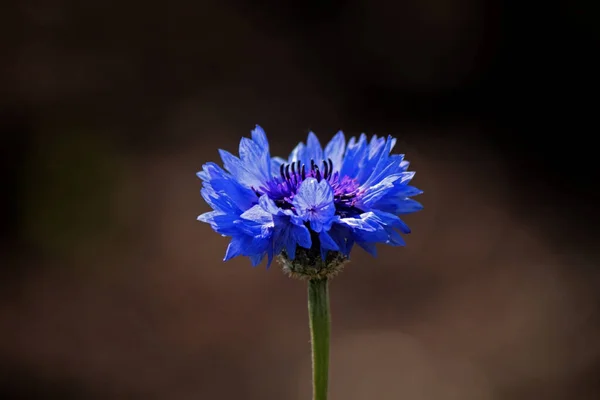 Blauwe Korenbloem Een Groene Achtergrond — Stockfoto