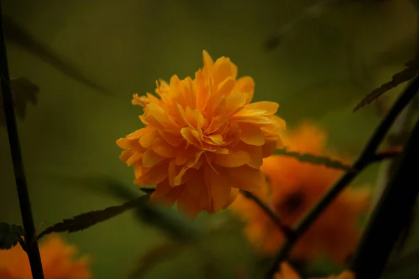 Bright Yellow Garden Flowers — Stock Photo, Image