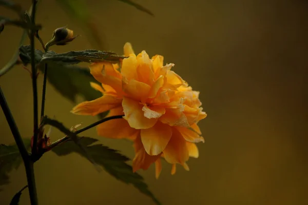 Ljusgula Trädgårdsblommor — Stockfoto