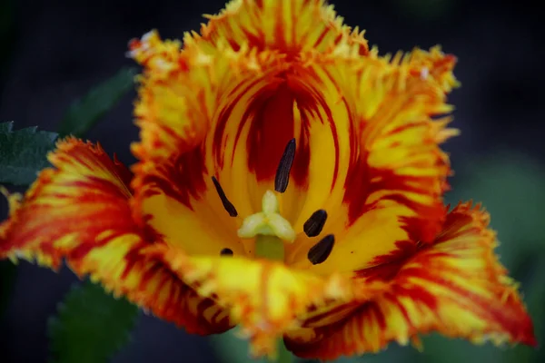 Leuchtend Rote Und Gelbe Tulpe — Stockfoto