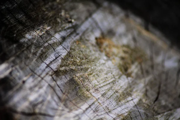 Textura Madeira Velha — Fotografia de Stock
