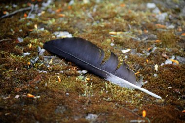 Yerde siyah bir karga tüyü 