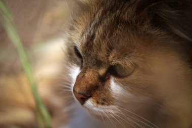 Kırmızı ve beyaz kedi yakın plan 