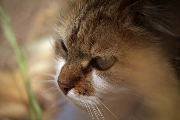 Röd Och Vit Katt Närbild — Stockfoto