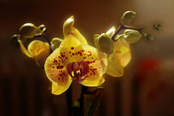 在黑暗的背景上的黄色兰花 — 图库照片