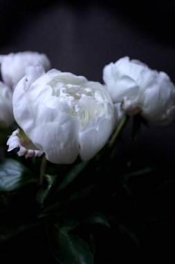 Siyah arka planda beyaz şakayıklar 