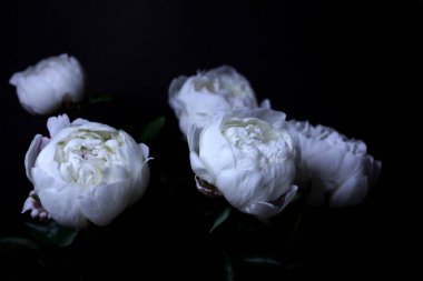 Siyah arka planda beyaz şakayıklar 