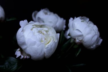 Siyah arka planda beyaz şakayıklar 