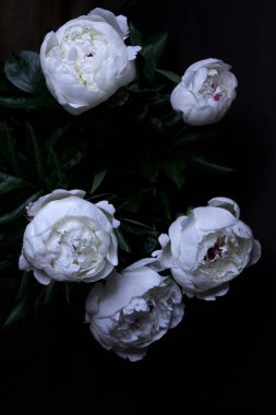 Siyah arka planda beyaz şakayıklar 