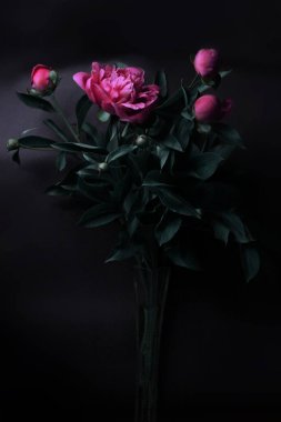 Siyah bir zemin üzerine pembe peonies 