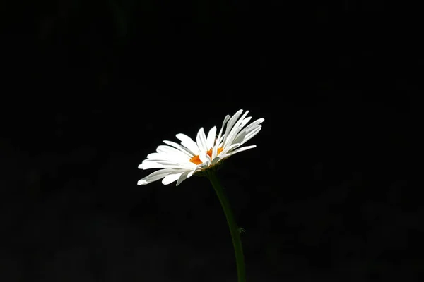 Marguerite Blanche Sur Fond Sombre — Photo