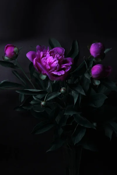 Розовые Пионы Черном Фоне — стоковое фото