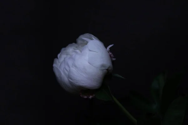 Peonía Blanca Sobre Fondo Negro — Foto de Stock