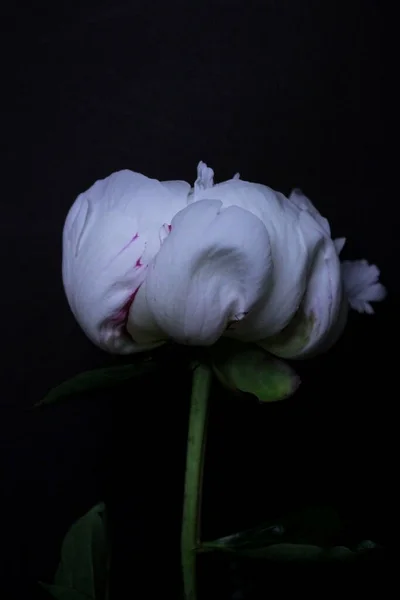 Peonía Blanca Sobre Fondo Negro — Foto de Stock