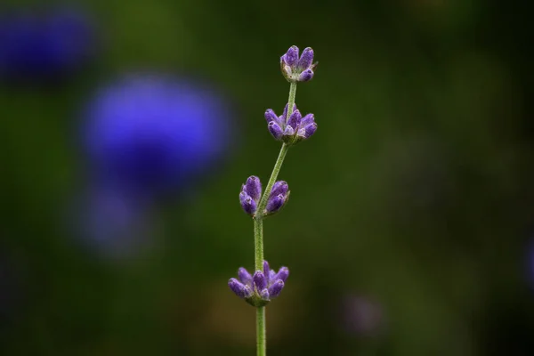 Una Rama Lavanda Púrpura Sobre Fondo Verde —  Fotos de Stock