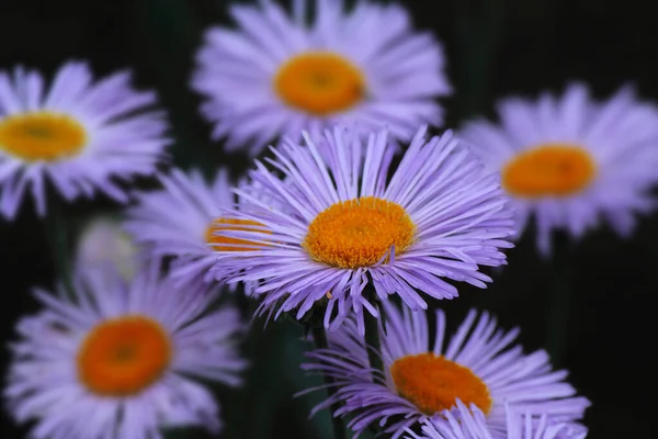 Purple Daisies Garden — Stock Photo, Image
