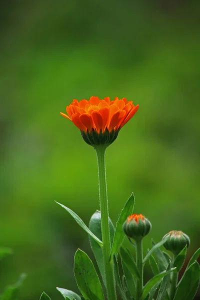 Élénk Narancs Marigold Virág Zöld Háttér — Stock Fotó