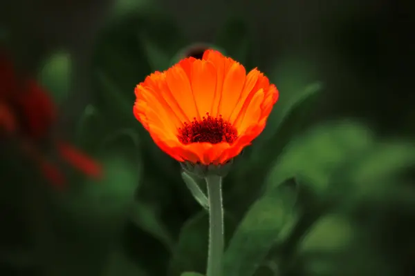 Flor Calêndula Laranja Brilhante Fundo Verde — Fotografia de Stock