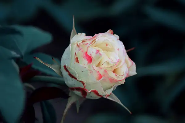 Capullo Rosa Blanco Sobre Fondo Oscuro — Foto de Stock