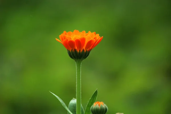 Élénk Narancs Marigold Virág Zöld Háttér — Stock Fotó