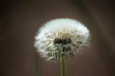 Yeşil arka planda beyaz karahindiba çiçeği 