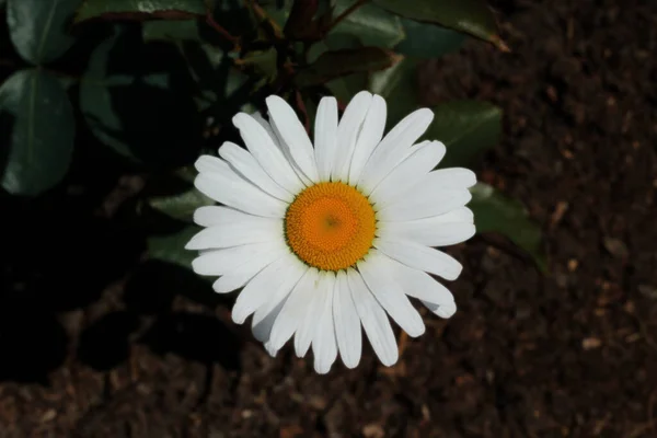 Uma Margarida Branca Fundo Escuro — Fotografia de Stock